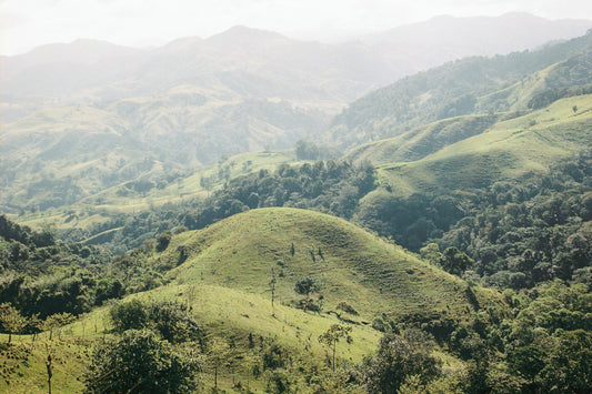 Exploring Specialty Coffee in Costa Rica