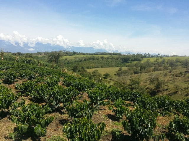 Colombia Santander Decaf