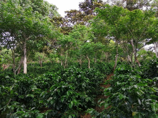Colombia Santander Decaf