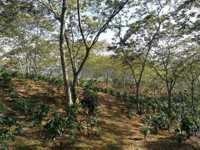 Colombia Santander Decaf