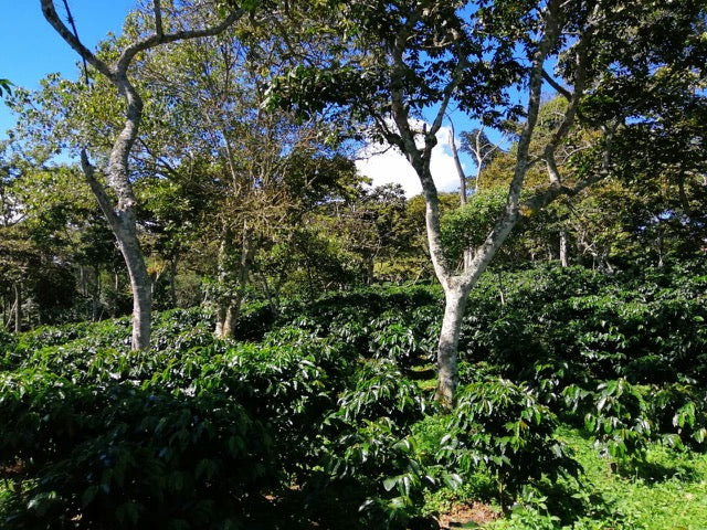 Colombia Santander Decaf