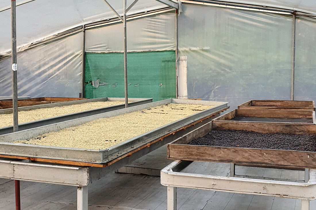 Sourcing Specialty Coffee in Panama