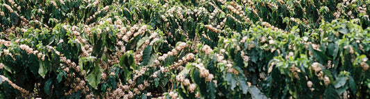 Travel Report: Specialty Coffee Production in Brazil