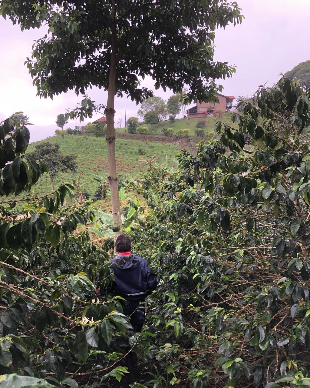 Colombia La Divisa