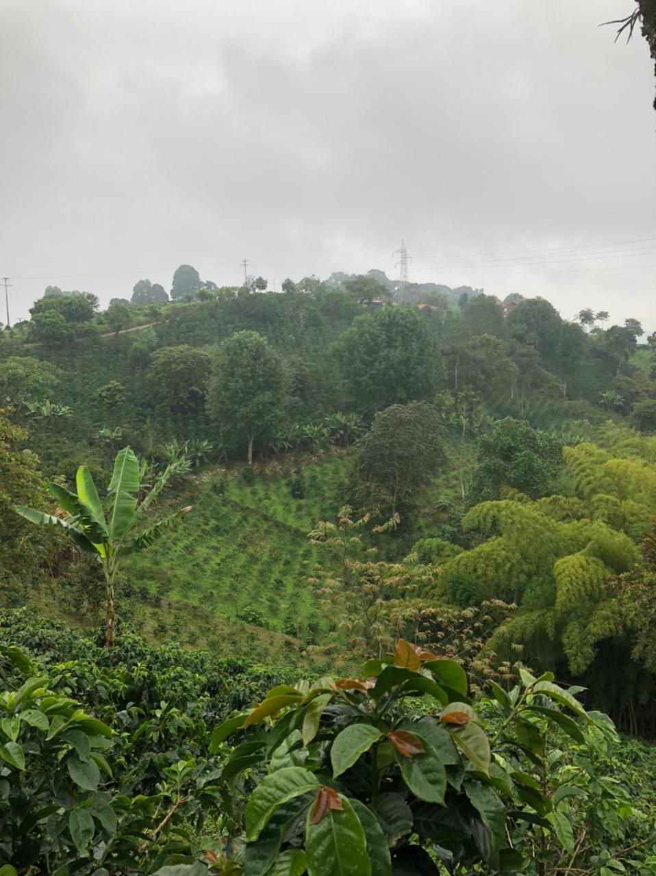 Colombia La Divisa