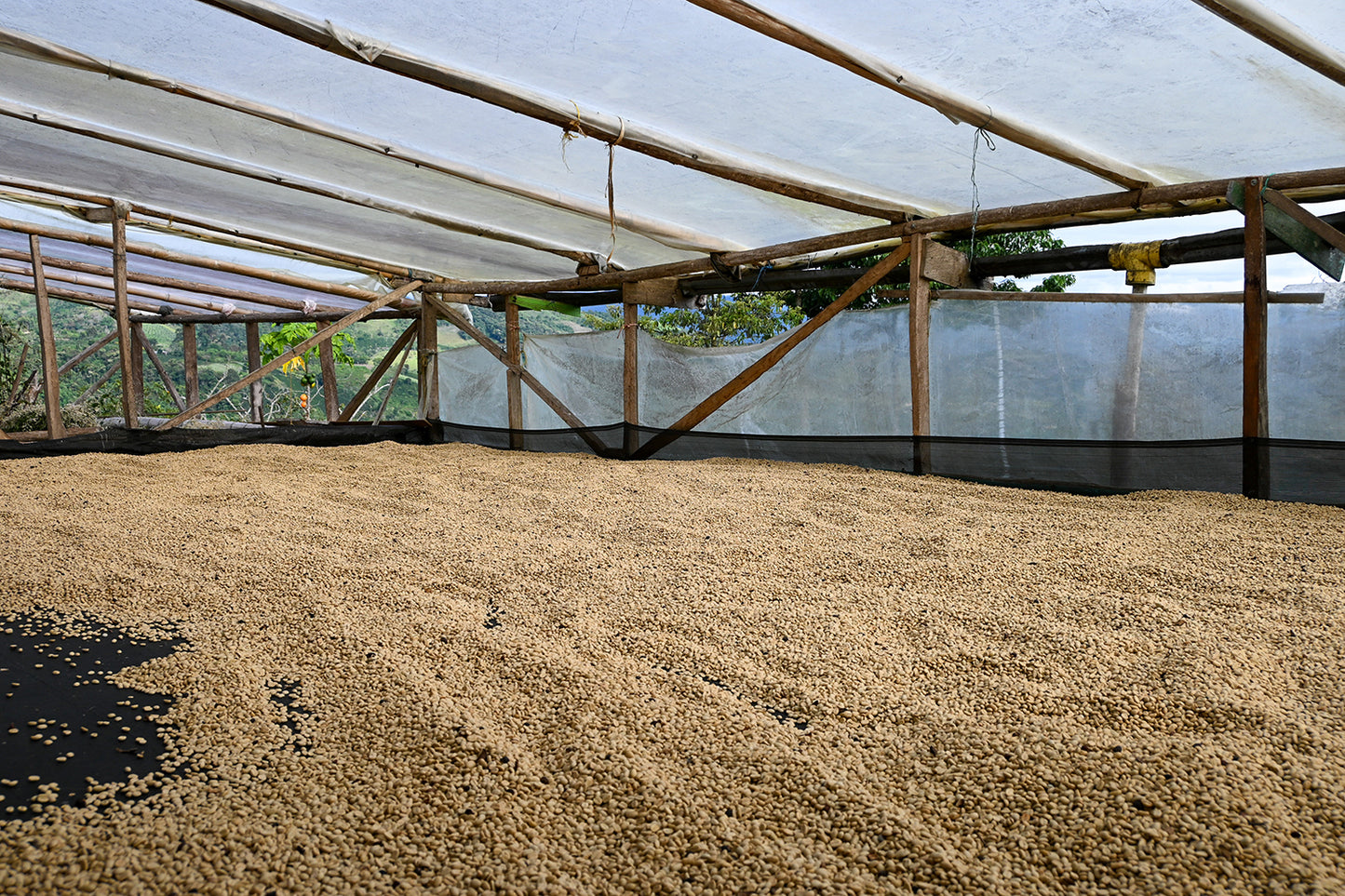 Colombia Pitalito Decaf