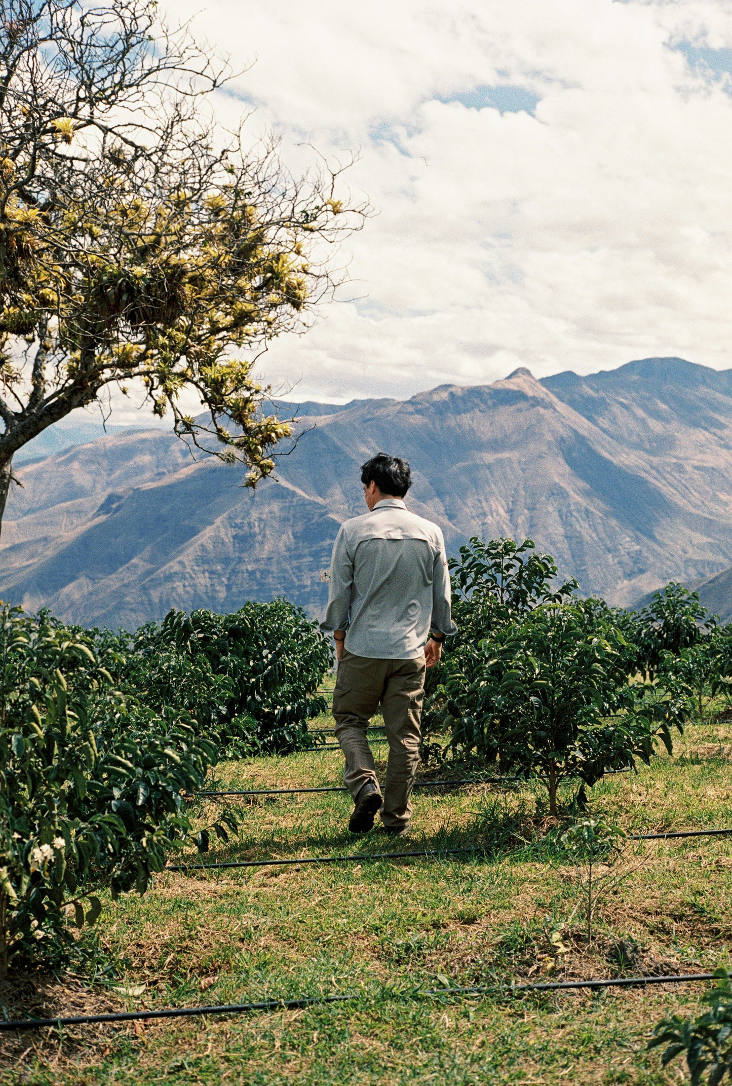 Ecuador La Papaya