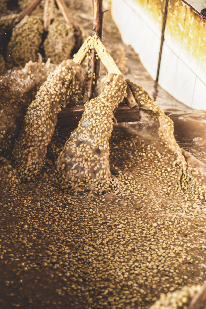 Ethiopia Danche