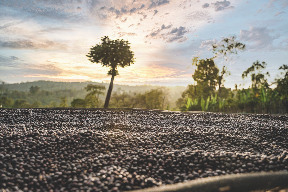 Ethiopia Danche