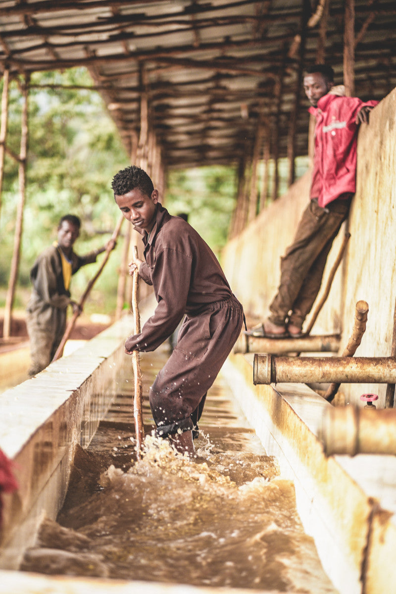 Ethiopia Danche