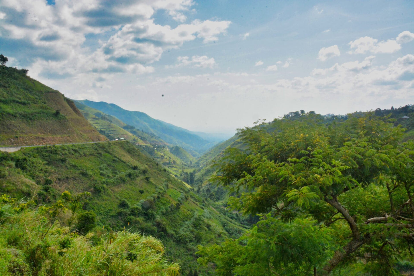 Garçoa Uganda Bundibugyo 70%