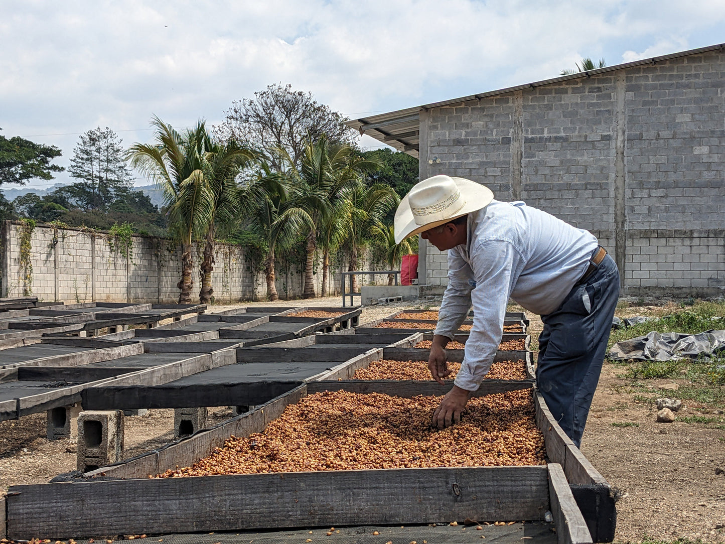 Guatemala Primavera Decaf