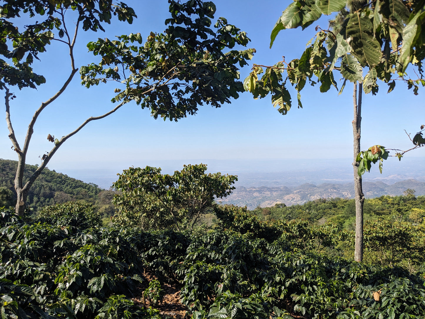 Guatemala Primavera Decaf