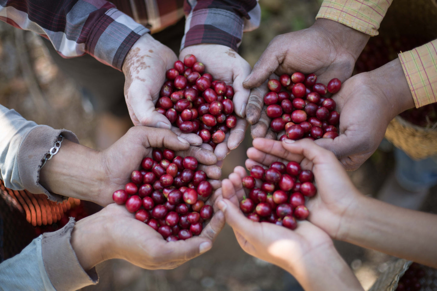 Mexico Quetzal Decaf