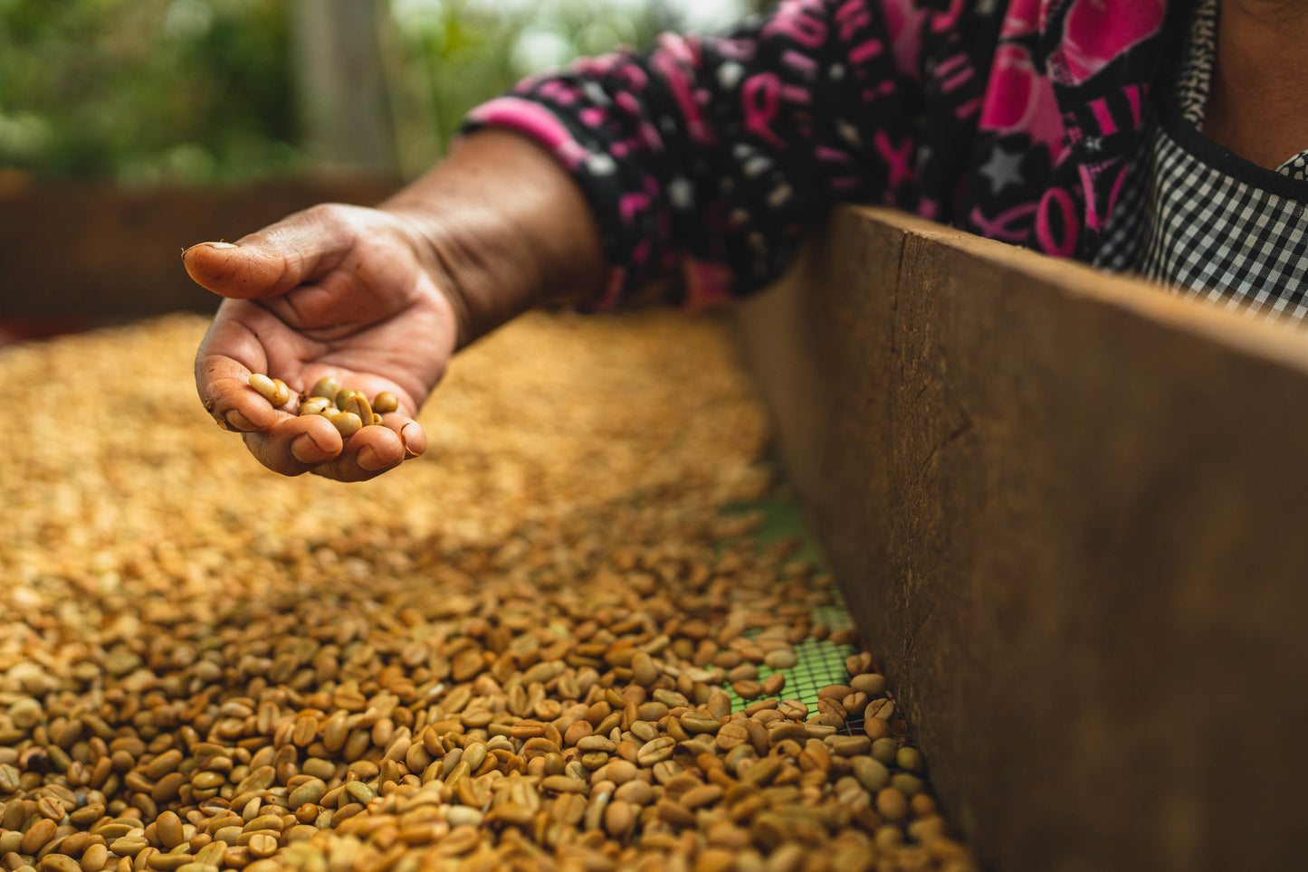 Mexico Quetzal Decaf