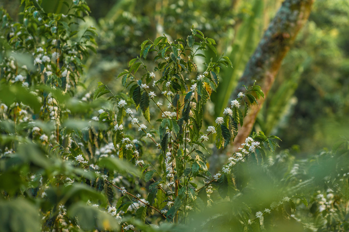 Mexico Quetzal Decaf