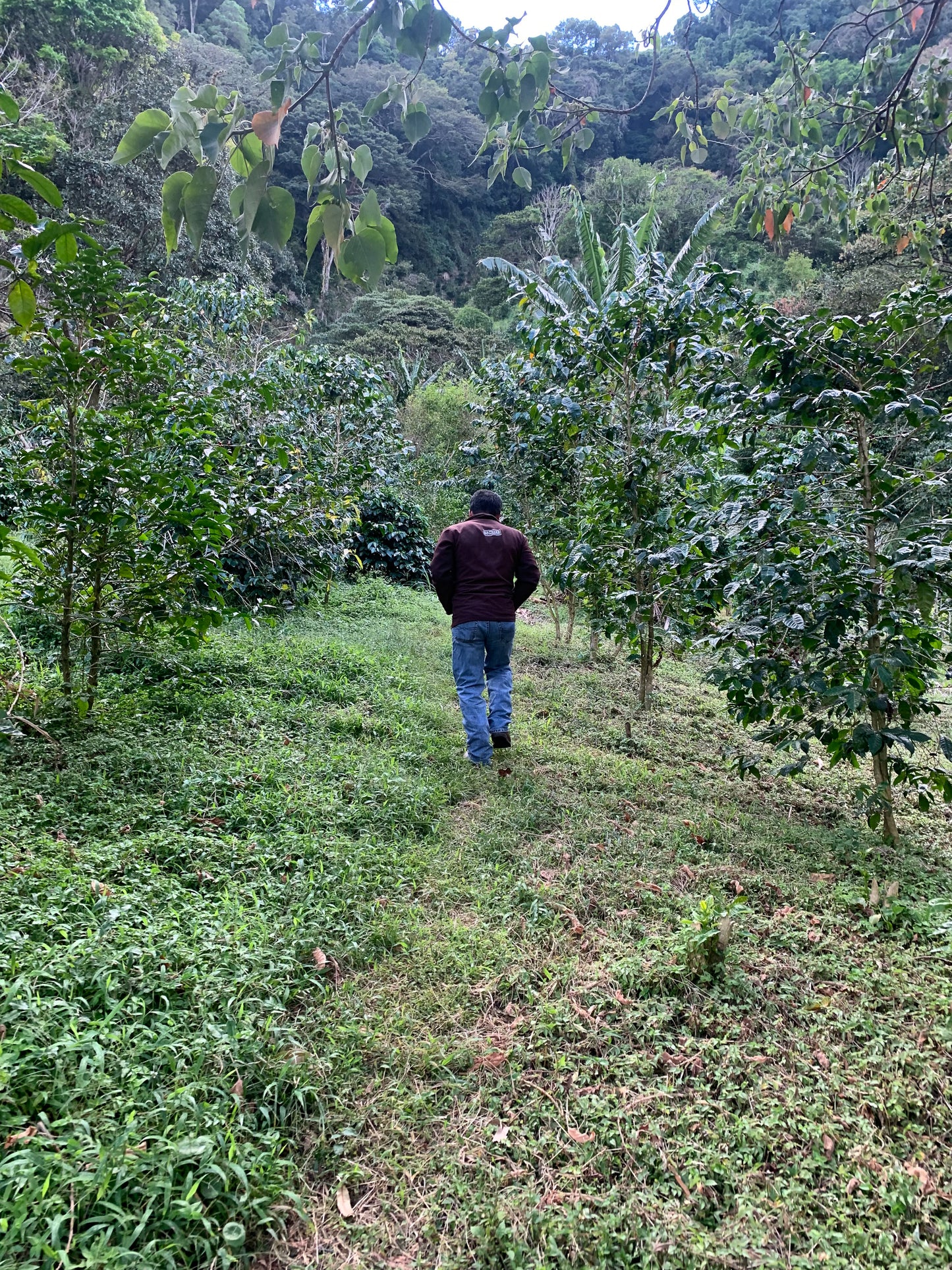 Panama Don Benjie Geisha