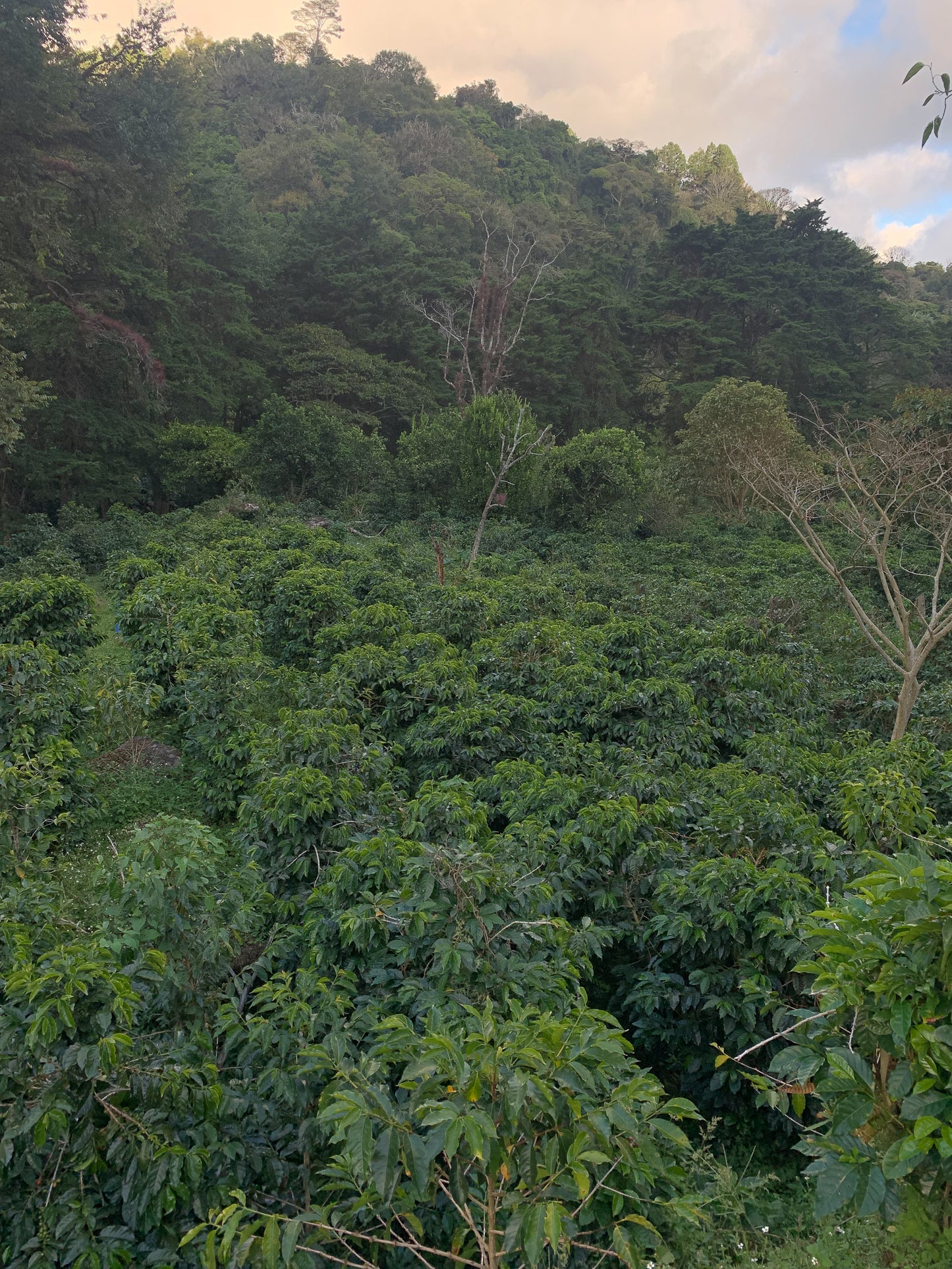 Panama Don Benjie Geisha